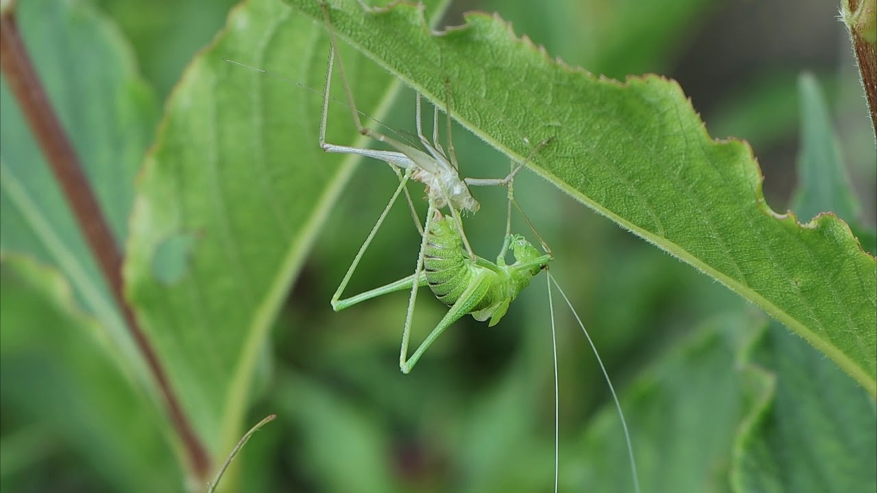 naissance de la grande sauterelle verte - notre belle Nature