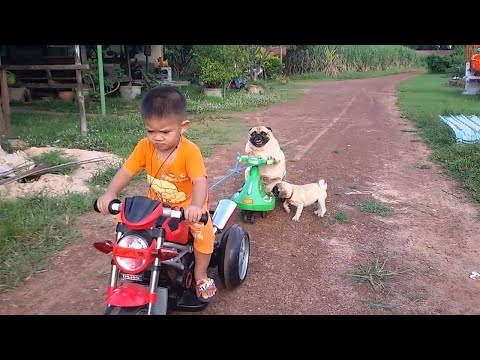 Pug Puppy Wants Back On The Motorcycle || ViralHog