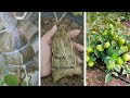 How to grow guava trees from easy method to grow guava tree from cuttings at home with 100 success