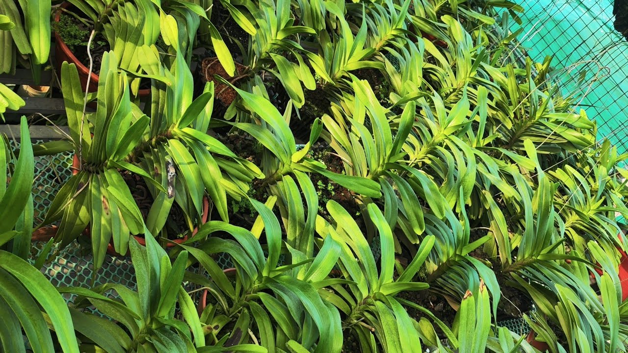 Siêu khuyến mại các loại lan rừng 1/3 LH 0328266012