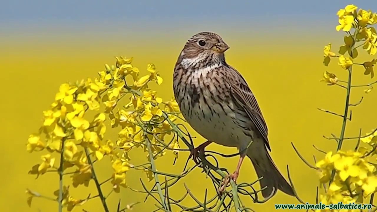 Corn Bunting singing / Presura sura cantand 