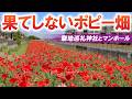 どこまでも続くポピー畑とアニメの聖地となった歴史ある大社/埼玉観光旅行vlog