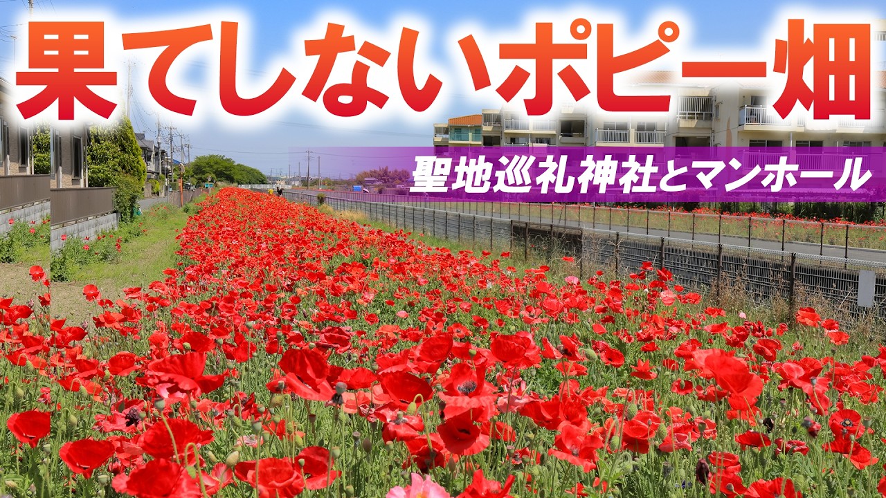 どこまでも続くポピー畑とアニメの聖地となった歴史ある大社/埼玉観光旅行vlog