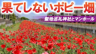 どこまでも続くポピー畑とアニメの聖地となった歴史ある大社/埼玉観光旅行vlog
