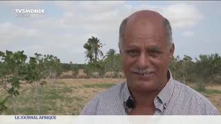 Un génie des oliviers en Tunisie