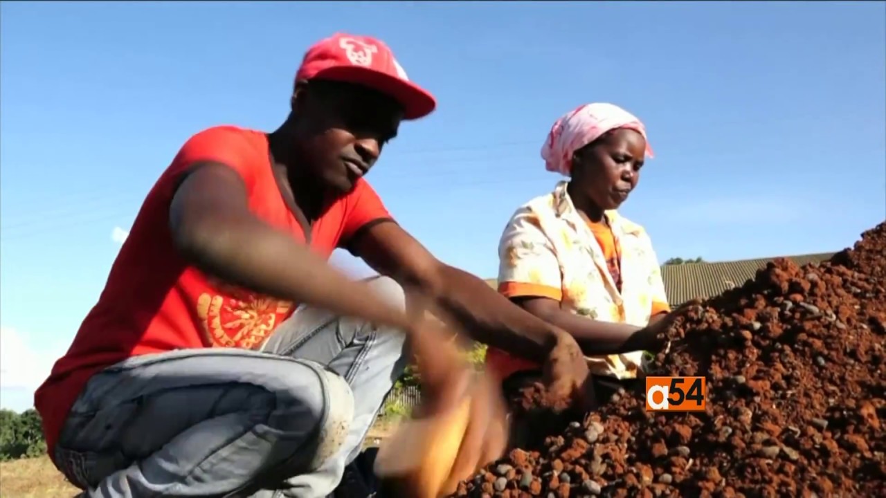 Kenyan Coffee Industry Looks to the Future