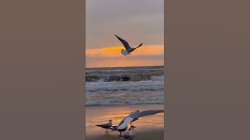 تلاوة عطرة🧡🥹 من سورة الملك { الآيٰة 19 }#قرآن#quran #قرآن_كريم