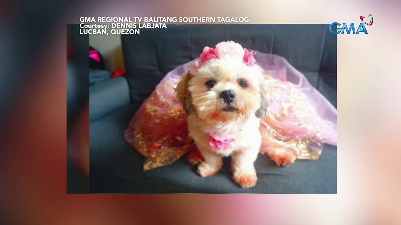 Fashionista dog, maladebut ang 5th birthday celebration Saksi YouTube