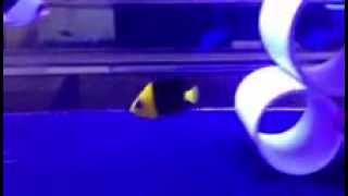 Joculator Angelfish & Tinkeri Butterflyfish Eating