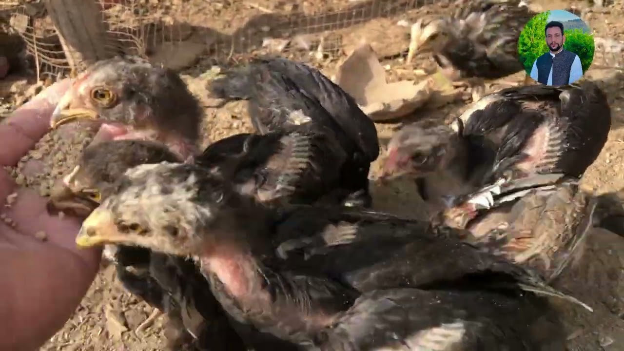 Real fighter with pure bloodline 👊.