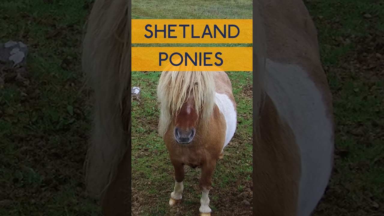 🐴 Best Hair Day on a Cruise of the Scottish Isles? Shetland Ponies Win! 💨🏆