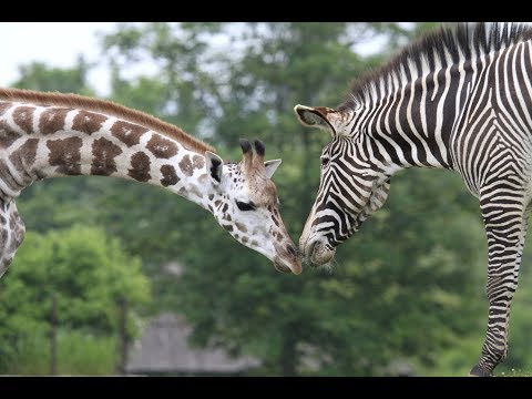 Safari Park Dvůr Králové: Jedeme do Afriky!