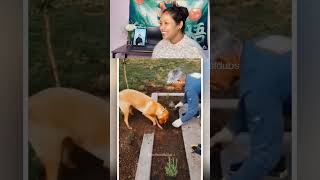 Malik haddi ka bhi ped milta hain kya? #dogeshbhai #funnydog #animalmemes #viralshorts #doglover