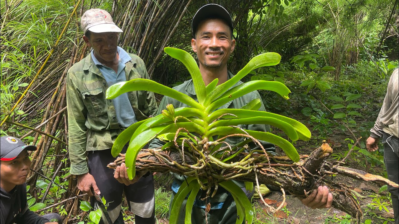 LAN RỪNG KHỦNG LÁ KẺ.ĐAI TRÂU rừng buôn đôn.21.7.Zalo lh0387338255 0389094091