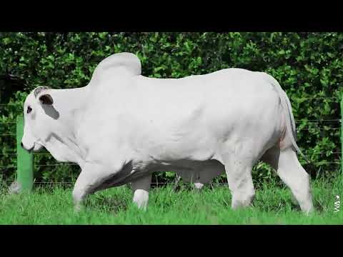 LOTE 11 - REMC A6553, Touro Nelore à venda no 23º MEGA LEILÃO GENÉTICA ADITIVIA 2026