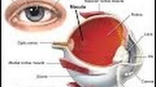 Anatomy and Physiology of Vision / Anatomy and Physiology Video