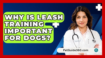 Why Is Leash Training Important for Dogs? - PetGuide360.com