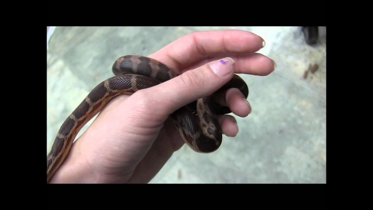 pet snakes and dogs Small Southern Pinesnake x Baja Gopher Snake