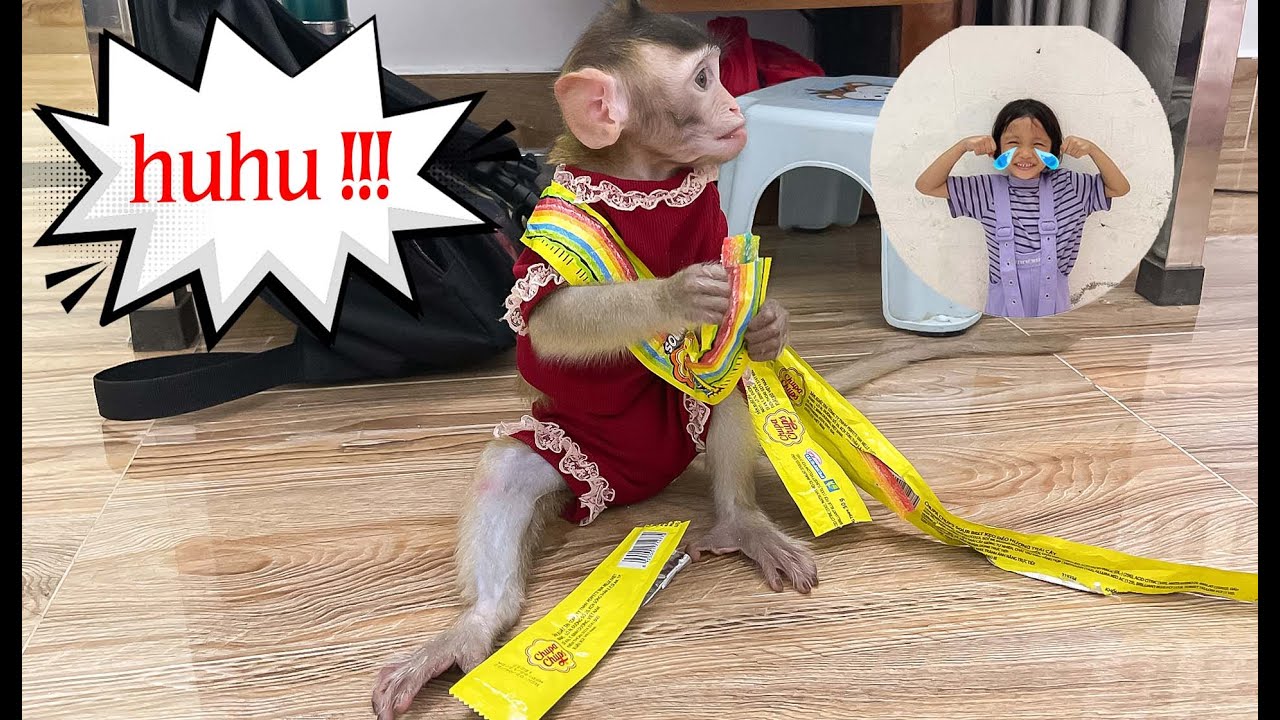 Monkey Annie secretly stole candy from Diep Anh's backpack