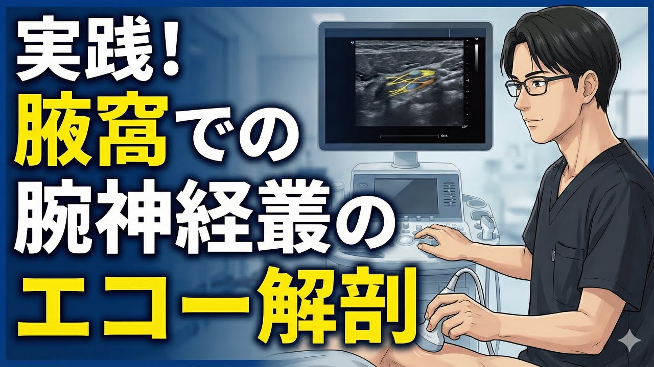 実践！腋窩での腕神経叢のエコー解剖