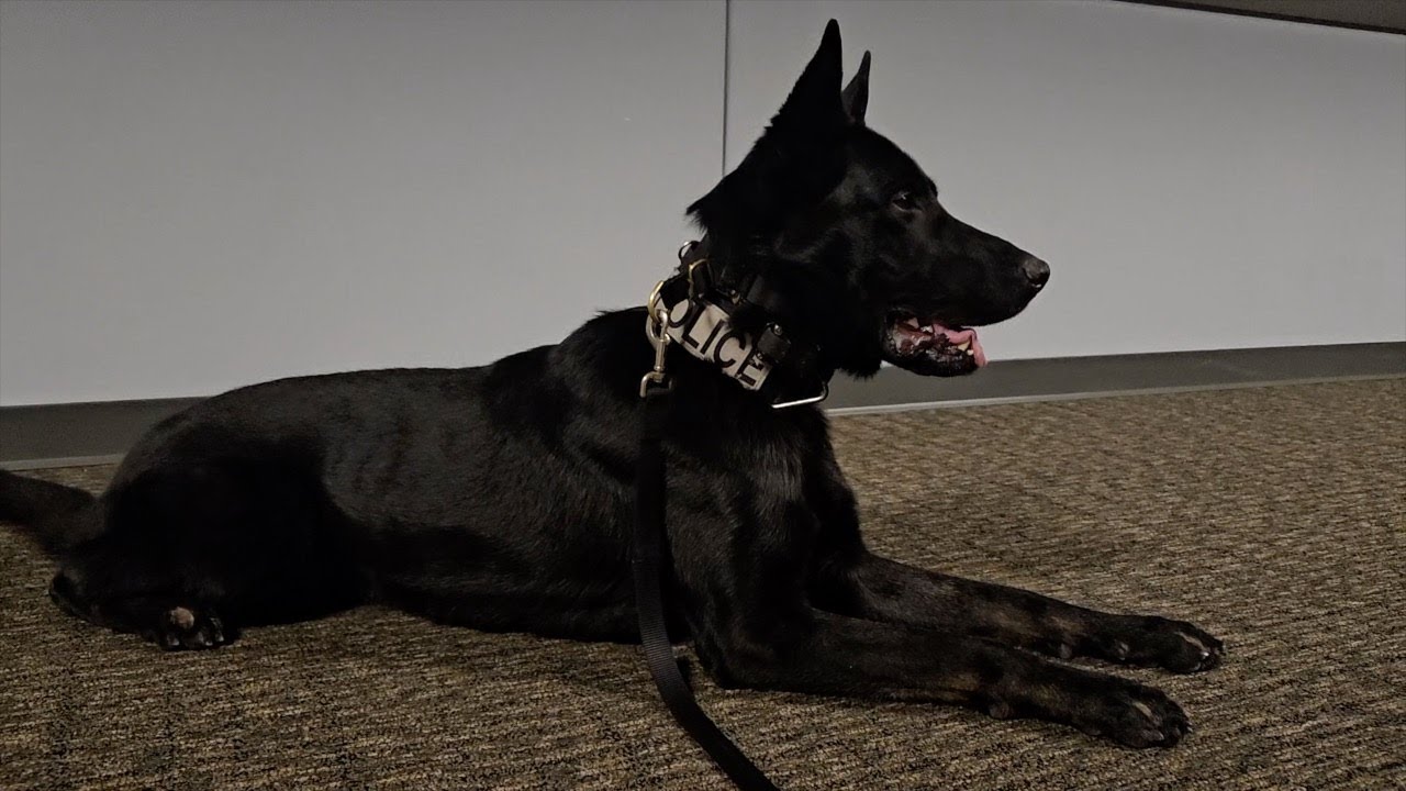 K9 Vinny Joins the Blaine Police Department