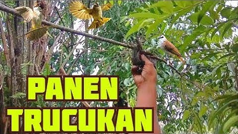 BARU SEBENTAR, PULUHAN BURUNG TRUCUKAN LANGSUNG TERTANGKAP
