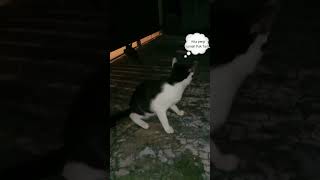 angrydqueen dramakucing sayangkucing catlover catlover cat kucinglucu
