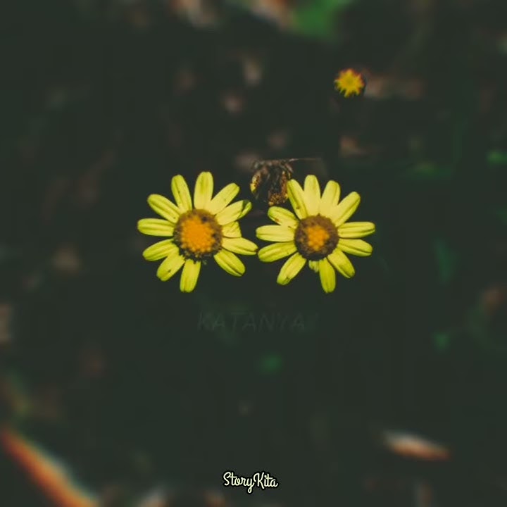 #StoryKita #storywa #storyterbaru   STORY WA SEDIH | FEBY COVER - CINTA SALAH