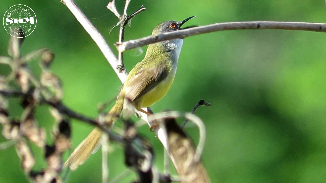 เสียงร้องของนกกระจิบหญ้าอกเทา Calling sound of a Grey-breasted Prinia