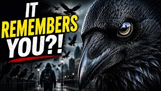 Famous Crows Can Remember Your Face For Years #crazy #science #facts  Wealth