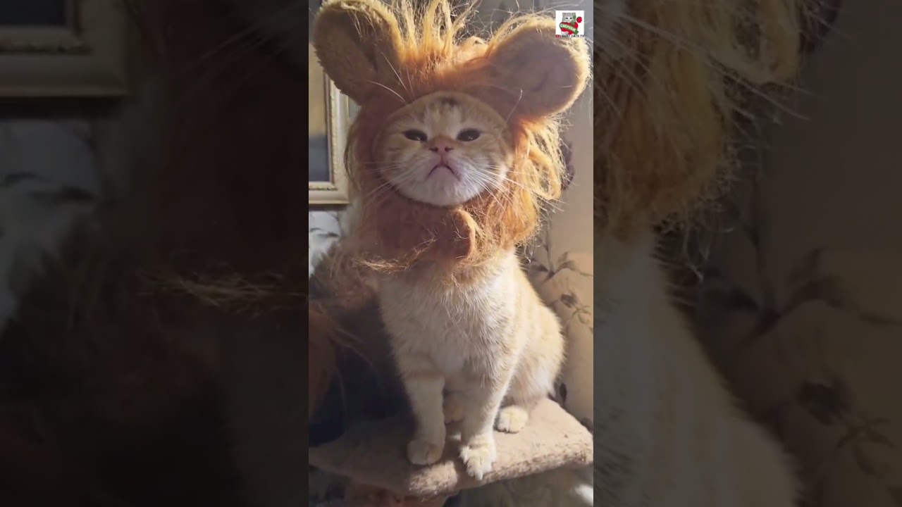 Пуся перед сном принесла ребятам гостинец 🌜❤️😻🐀🦁🦁✨️ #кошкимышки