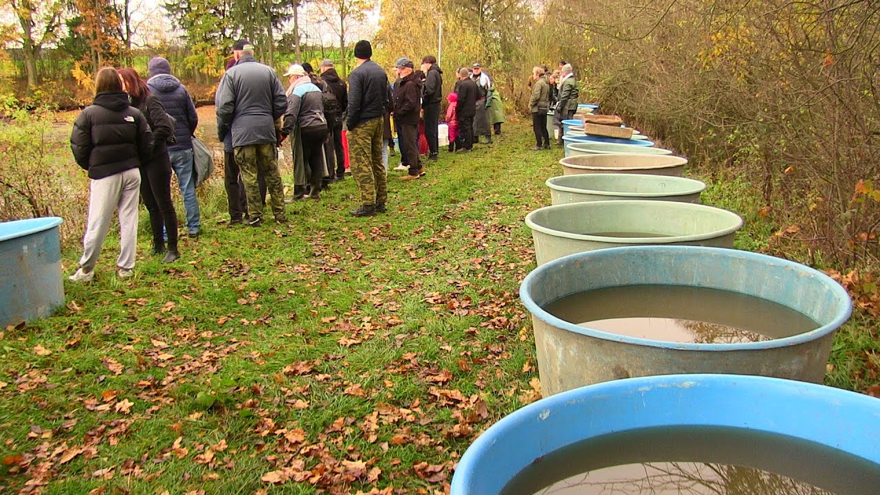 Výlov rybníka Světelák Světlá n.S. 2025