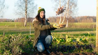 Planting Garlic and Onions