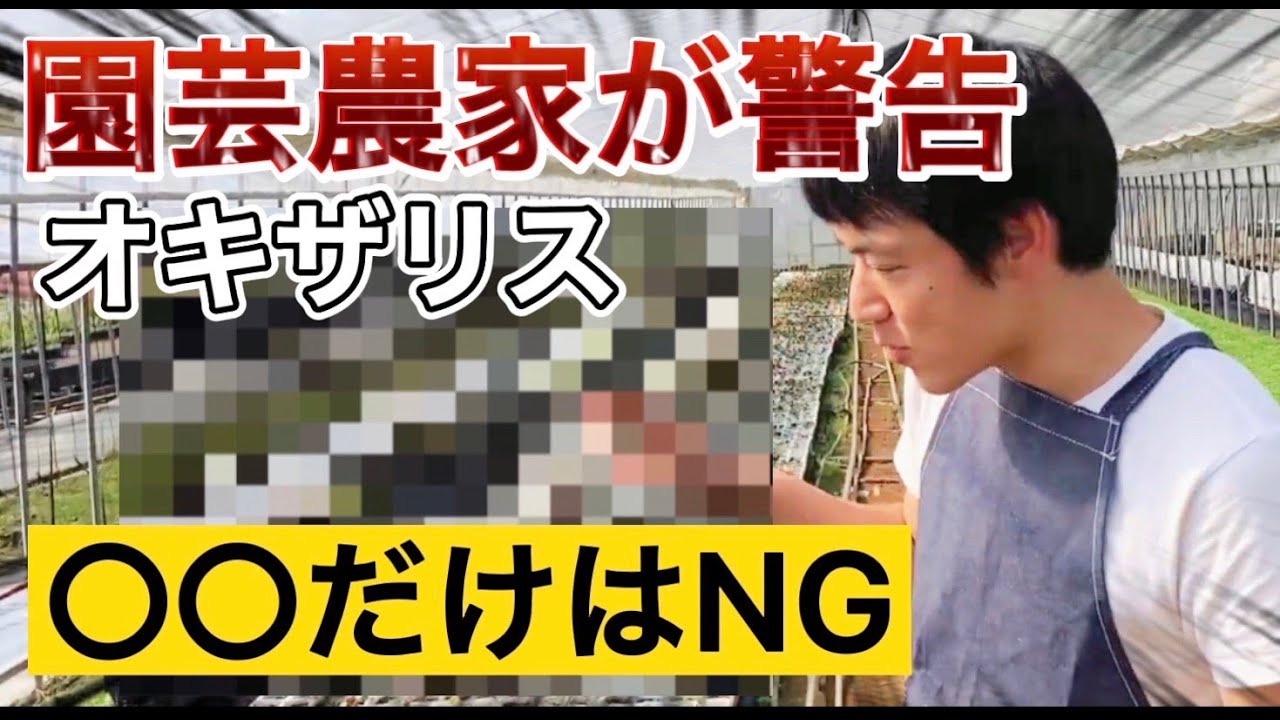 【園芸のぶチャンネル】オキザリス意外な正体【ガーデニング】【水やり】【肥料】【窒素】