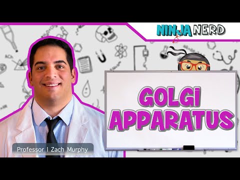 Video: Kokios yra keturios Golgi aparato funkcijos?