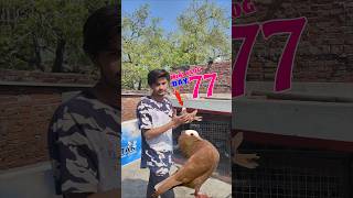 Humne Mukhi kabutar Le Liya😱 Mini vlog Day 77😲🔥|#shorts #pigeon #shortfeed #minivlog #vlog