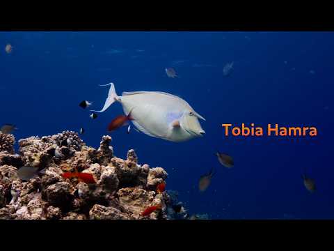 Scuba Location |  Underwater Coral | Tobia Hamra | Red Sea | Safaga | Egypt | 4k | 🎵 Roie Shpigler