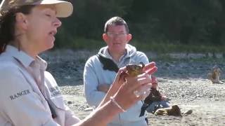 Biggest Crab In The World - Lynmouth Sea Side Safari 2016 - Devon