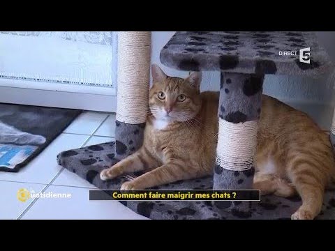 Vidéo: Régimes Pour Gros Chats – Un Avantage Inattendu