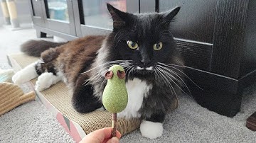 He sees his new catnip toy… and goes wild!