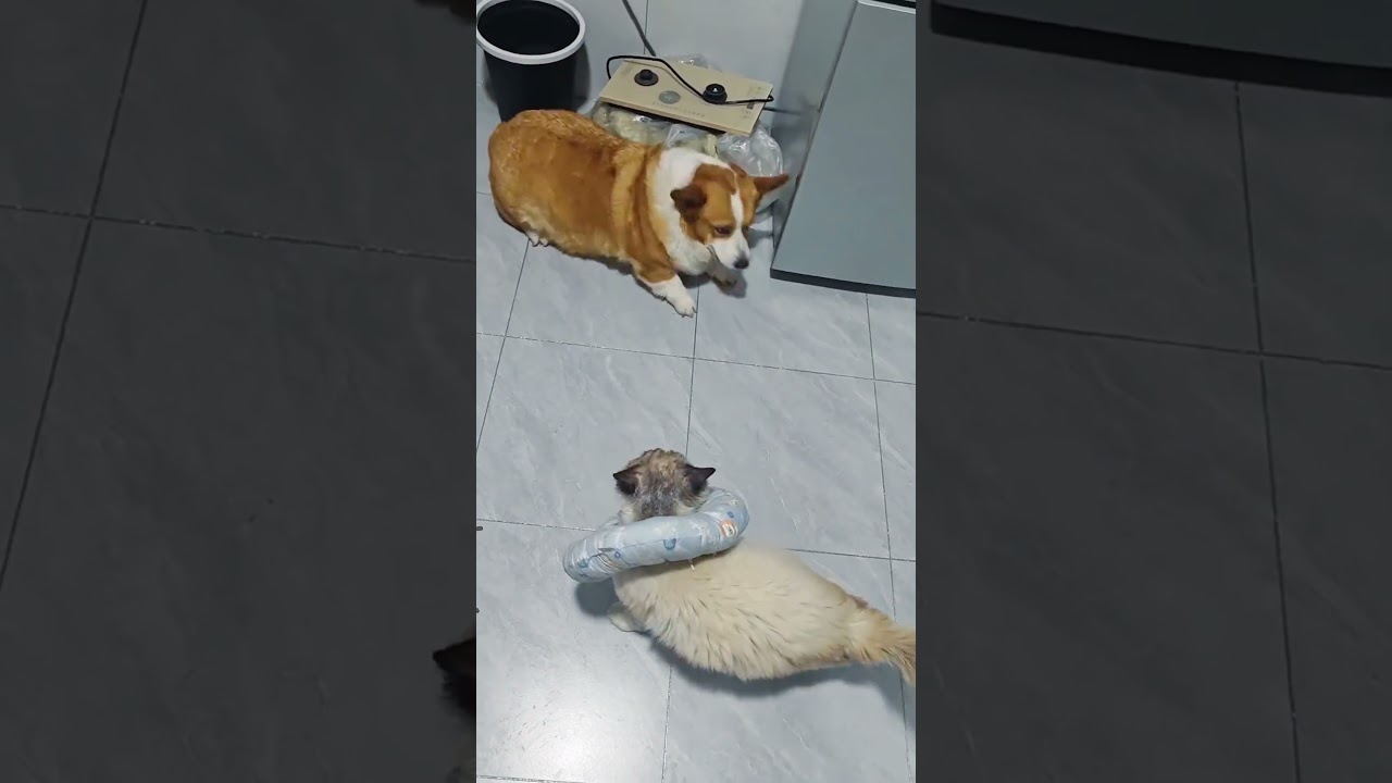 Unlucky dog part 4 #funny #dog #moments