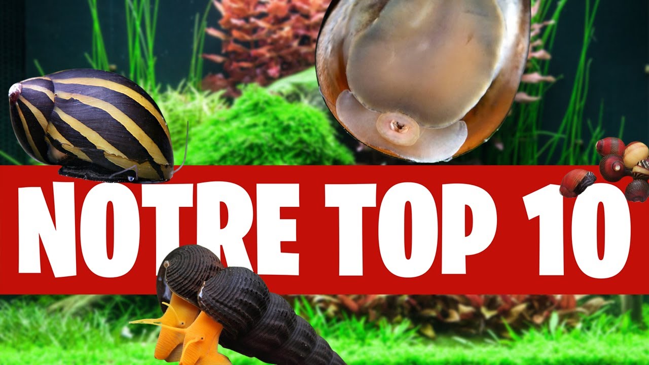 Les MEILLEURS escargots pour votre aquarium !! - FLORE-AQUATIQUE