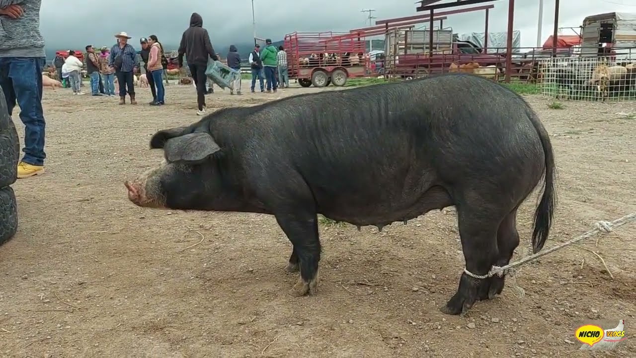 ES IMPRESIONANTE LA VARIEDAD DE ANIMALES-PLAZA GANADERA ACTOPAN HIDALGO.