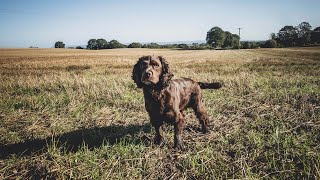 Back On The Beating Line On A Pheasant & Partridge Shoot. by Rico The Working Cocker Spaniel 1,403 views 7 months ago 17 minutes