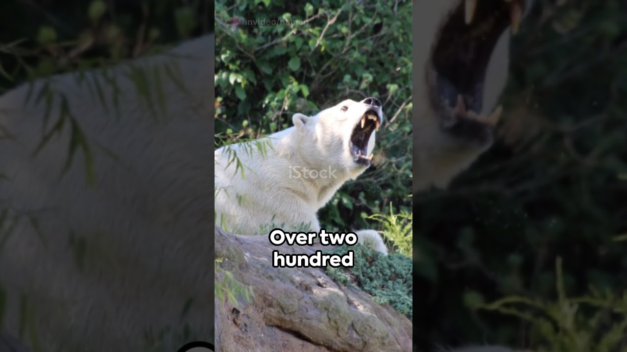 "Building the Giants: Exploring the Top 5 Biggest Zoos in the World"