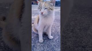 #cat #animallovers #petsrule #catlovers