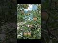 #nature #plantsofindia #travel #natureshorts #shorts #shorts video #plants #plantssparkjoy #love