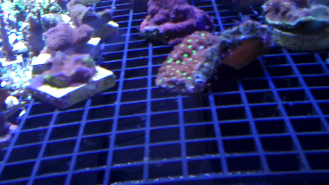 Aquatic Art Inc.'s Stocklist for 81012 YouTube