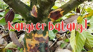 Cara Saya Mengobati Kangker Batang Kakao