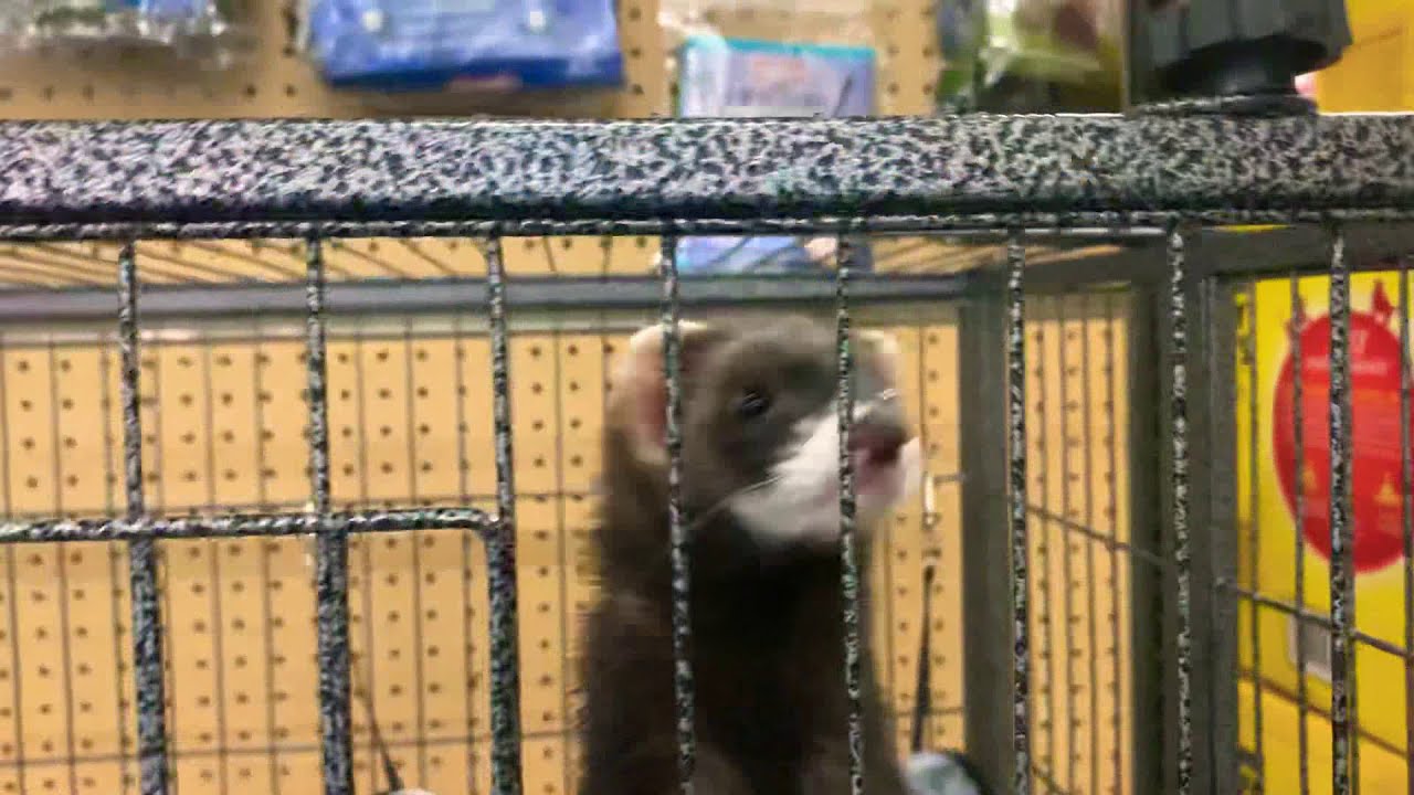 pet supplies plus ferrets